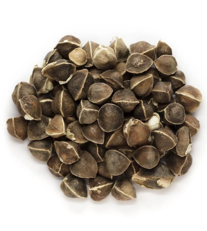 Graines de moringa (Moringa oleifera)