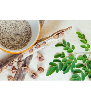 Graines de moringa (Moringa oleifera)